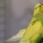 Auch dem Miro schmeckt das Möhrengrün