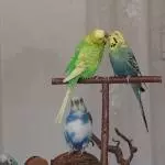 Juri guckt sich von Achim und Roxi was  ab ;-)