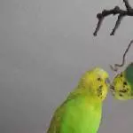 Die große Liebe 1