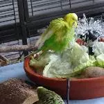 Baden macht Spaß 2