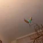 Die fliegende Roxi 2