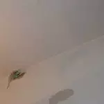 Mein Adlerpärchen