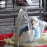 Badespaß 1