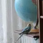 Amy und der Globus