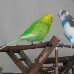 Diskusion