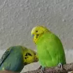 Roxis prüfender Blick