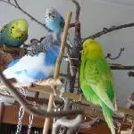 Alle Fünf im Baum