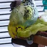 Roxi im Salatbad 1
