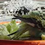 Roxi taucht in der Wellidusche ab
