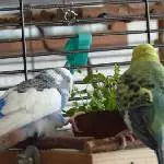 Es geht doch nichts über ein Vogelmiere Festtagsmenue