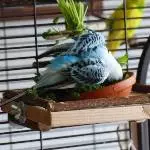 Amy mag auch die Petersilie