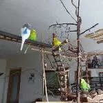 Versammlung im Baum 1