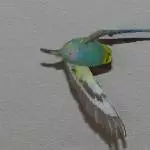 Die fliegende Roxi 1