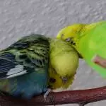 Kraulen und gekrault werden 1