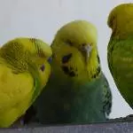 Mittägliches dösen