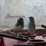 Amy und Juri zoffen sich mal wieder