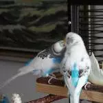 Rudi und Juri beim futtern.