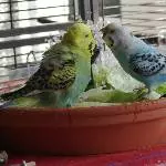 Zank in der Wellidusche