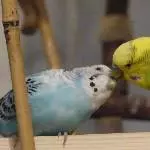 Amy und Miro beim zärtlichkeiten austauschen