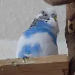 Der Käpten hat mal wieder alles im Blick