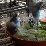 Planschen in der Wellidusche