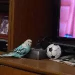 Amy interessiert sich für Sport