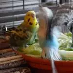 Roxi und Amy zoffen sich in der Dusche