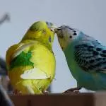 Amy und Miro