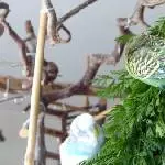 Duckys erstes bad im Möhrengrün
