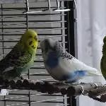Beratung auf der Brücke