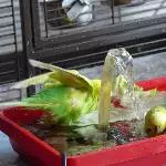 Roxi und Achim beim baden 1