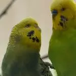 Liebe ist schön 1