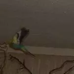 Roxi die Wilde 1