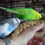 Hirsefuttern aus der Hand 1
