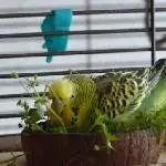Ducky badet in Vogelmiere