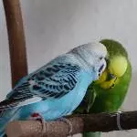 Amy und Jacob flirten mal wieder