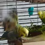 Ducky verschafft sich Respekt
