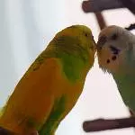 Miro und Amy himmeln sich an