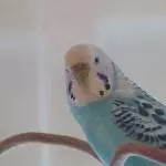 Amys erster Tag bei den Anderen 3