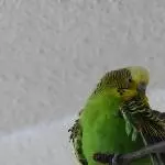 Susi macht sich hübsch 1.