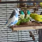 An der Salatbar 2