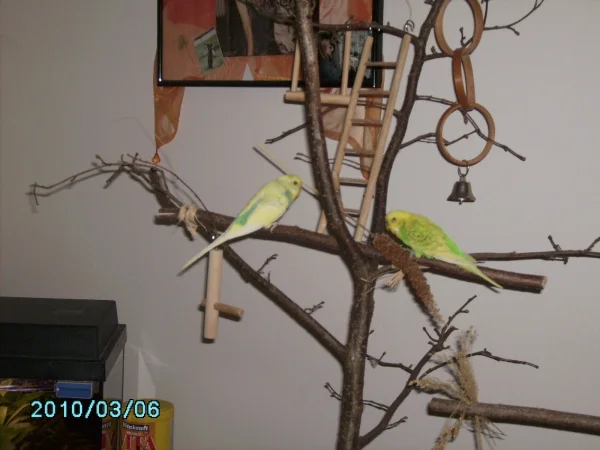 Wellensittich-Bild: meine verstorbenen Flauschis. 
