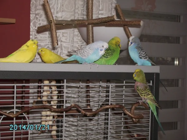 Wellensittich-Bild: Maya, Yari, Micky Willy, Bazi und Heidi 
