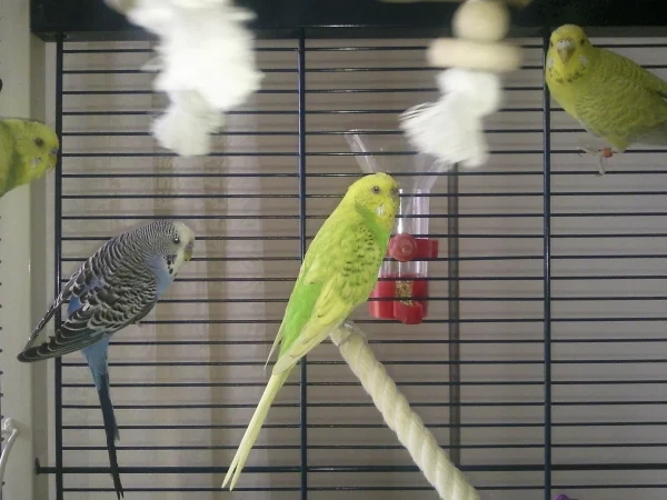 Wellensittich-Bild: Bazi, Bubi Mädi und Mausi