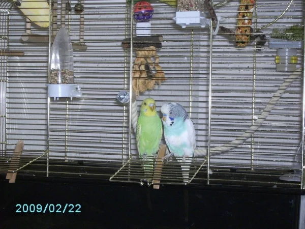 Wellensittich-Bild: Meine Beiden verstorbenen Flauschis, leider noch mit vielen Fehlern, die man so in der Wellihaltung machen kann :-(