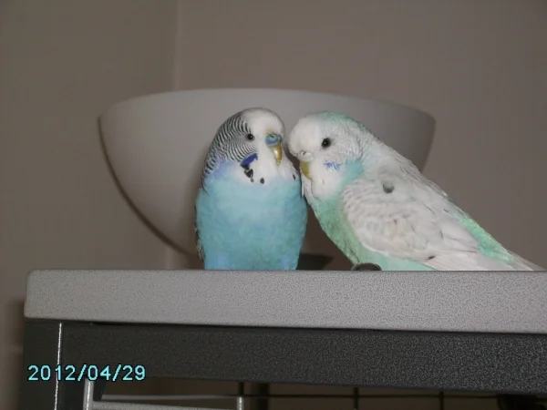 Wellensittich-Bild: Bazi und 
Lucy, die viel zu schnell über die Regenbogenbrücke geflogen ist.