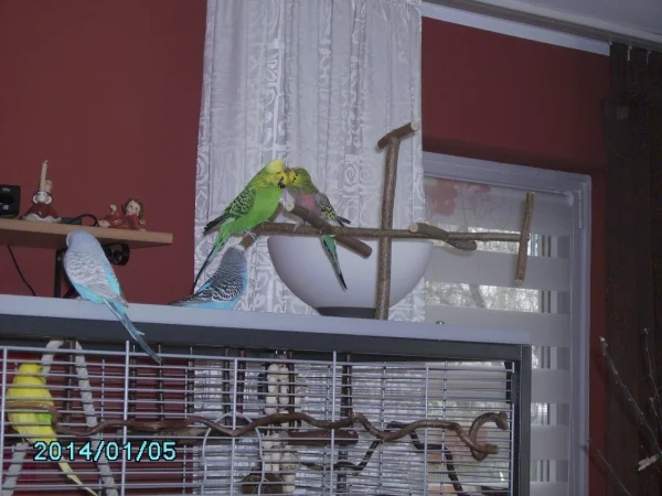 Wellensittich-Bild: Willy mit Heidi beim Küsschen geben.
