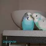 Bazi und Lucy