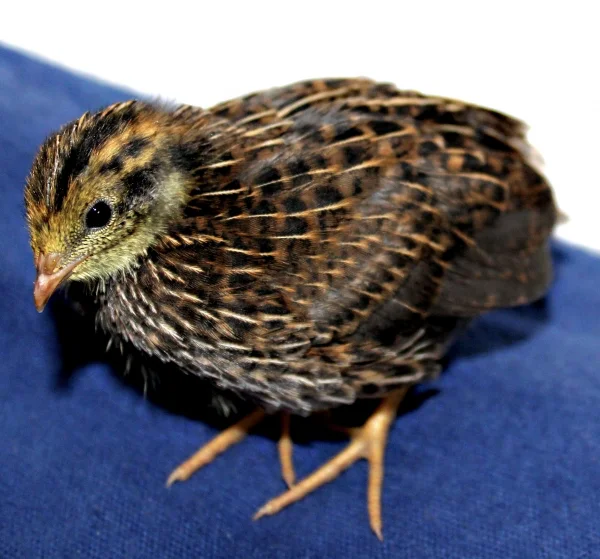 Wellensittich-Bild: Wendelin das Zwergwachtel Hähnchen als Küken, gefunden im Müll 