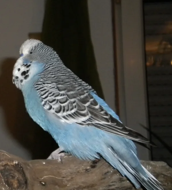 Wellensittich-Bild: ....singt und balzt...